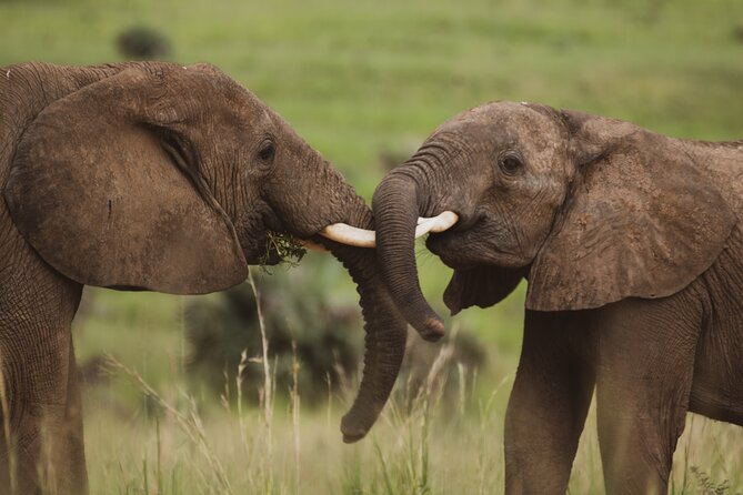 3-Day Ultimate Big Five Safari - Murchison Falls & Rhinos - Day 3 optional safari, then back to Kampala