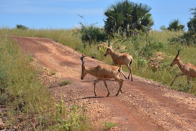 3-Day Ultimate Big Five Safari - Murchison Falls & Rhinos - Price and value: where the $995 budget lands