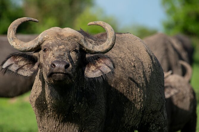 3-Day Ultimate Big Five Safari - Murchison Falls & Rhinos - Group size, comfort, and what the schedule really means