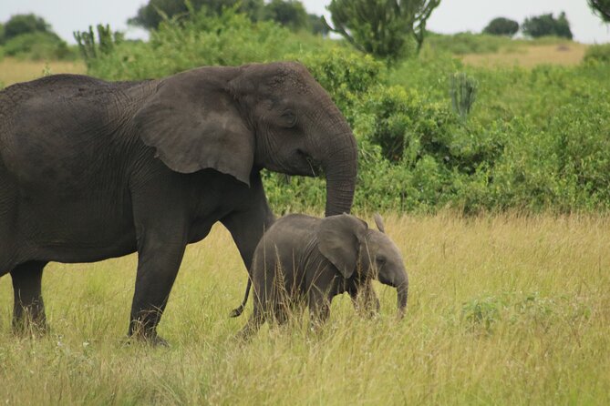3-Day Ultimate Big Five Safari - Murchison Falls & Rhinos - Animals to focus on, and how to spot them faster
