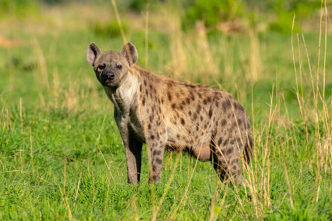 3-Day Ultimate Big Five Safari - Murchison Falls & Rhinos - Lodging and meals: included basics that make a short safari easier