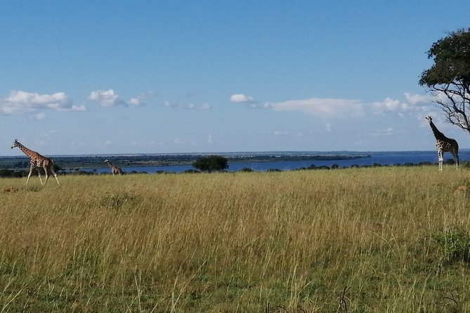 3 Days 2 Nights, Murchison Falls And Wildlife Safari - Key things that make this safari worth it