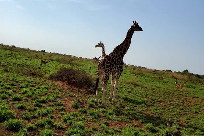3 Days 2 Nights, Murchison Falls And Wildlife Safari - Kampala to Tangi Gate: a 5.5-hour road trip that sets the tone
