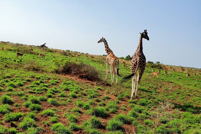 3 Days 2 Nights, Murchison Falls And Wildlife Safari - Lodging near the park: what “wildlife at night” can mean