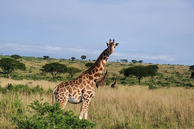 3 Days 2 Nights, Murchison Falls And Wildlife Safari - Who should book this safari