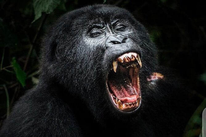 3 Days Best of Queen Elizabeth National Park Wildlife Tour - Kazinga Channel boat safari on day two: hippos, crocs, and birds in one go