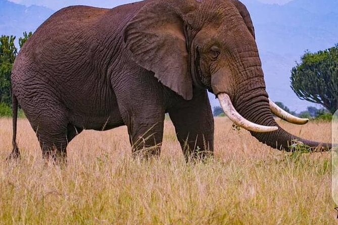 3 Days Best of Queen Elizabeth National Park Wildlife Tour - Guide quality, private comfort, and the reality of “wild” lodging