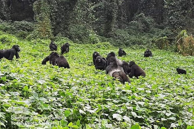 3 Days Best of Queen Elizabeth National Park Wildlife Tour - Price and Logistics: what $1,100 per person is paying for