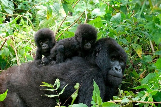 3 Days Bwindi Gorilla Trekking tour - Kampala to Bwindi: the long drive that sets the mood