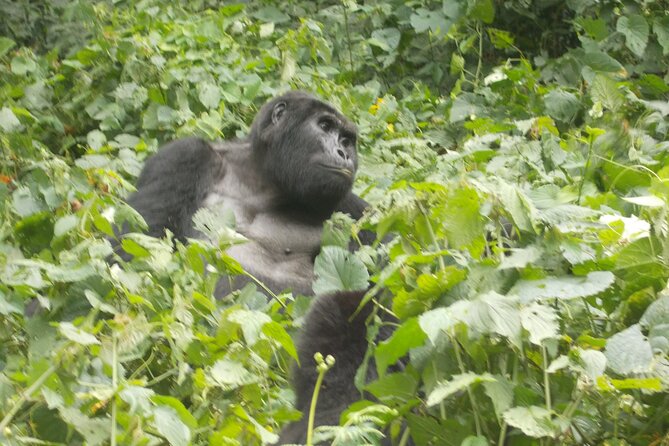 3 Days Bwindi Gorilla Trekking tour - Lake Bunyonyi transfer: cool-country views after the trek