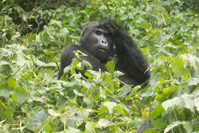 3 Days Bwindi Gorilla Trekking tour - Guide support and communication that keeps the trip from feeling stressful