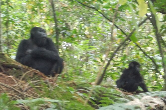 3 Days Bwindi Gorilla Trekking tour - Physical fitness, weather, and the one variable you cannot control