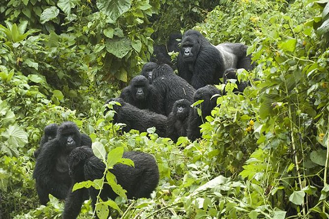 3 days Gorilla Trekking in Bwindi Inpenetrable national Park - Key takeaways before you go
