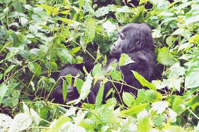 3 Days Gorilla Trekking Safari - Day 1: Kigali memorial, Twin Lakes views, then Bwindi and Batwa culture