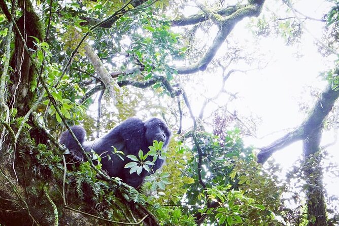 3 Days Gorilla Trekking Safari - Day 2: Gorilla trekking in Bwindi, then Lake Bunyonyi recovery time