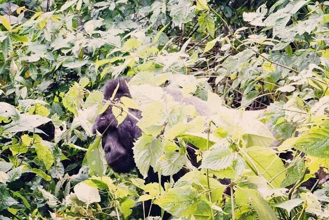3 Days Gorilla Trekking Safari - Day 3: Boat ride on Lake Bunyonyi, then back through Kigali