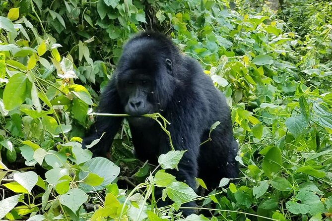 3 Days Gorilla Trekking Safari - Group size, guiding style, and how safety feels on the ground