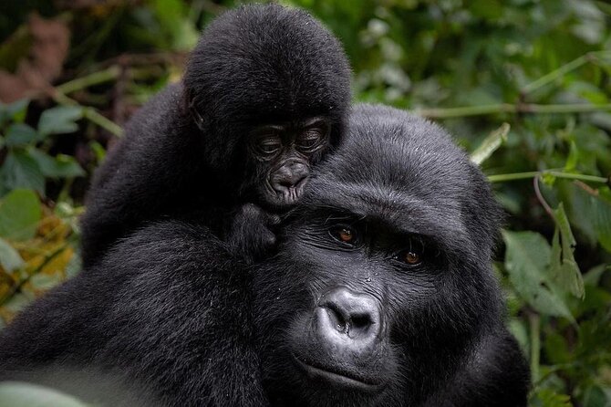3 Days gorilla trekking Safari tour in Uganda - Key highlights worth planning for