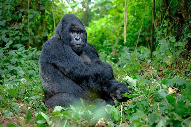 3 Days gorilla trekking Safari tour in Uganda - Price and value for gorilla trekking at $2,600 per person