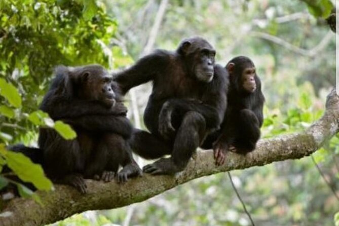 3 Days gorilla trekking Safari tour in Uganda - The Lake Bunyonyi canoe ride: the calm counterweight to gorilla trekking