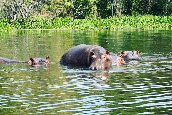 3 Days gorilla trekking Safari tour in Uganda - Guides, driving confidence, and the “small stuff” that makes you feel safe