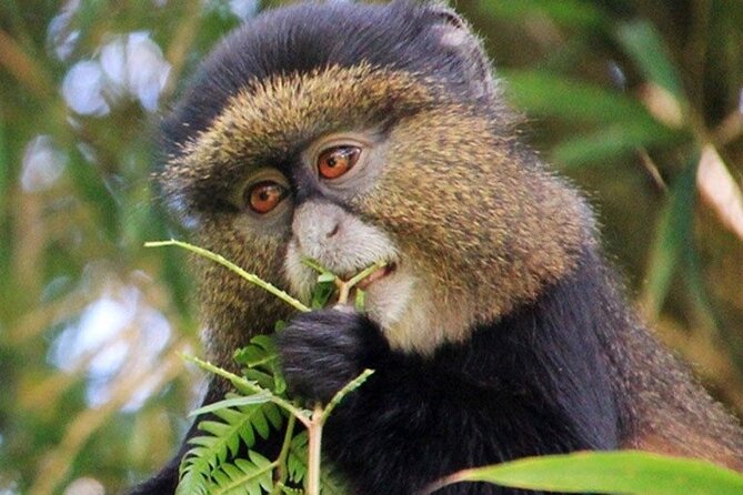 3 Days gorilla trekking Safari tour in Uganda - Who this 3-day gorilla trek suits best