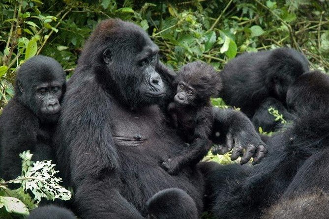 3 Days Gorilla trekking tour - Key Highlights You Should Know