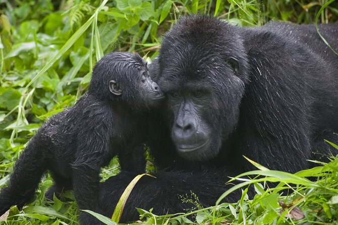 3 Days Gorilla trekking tour - Day 2 Night: Gorilla Safari Lodge and the Comfort Factor