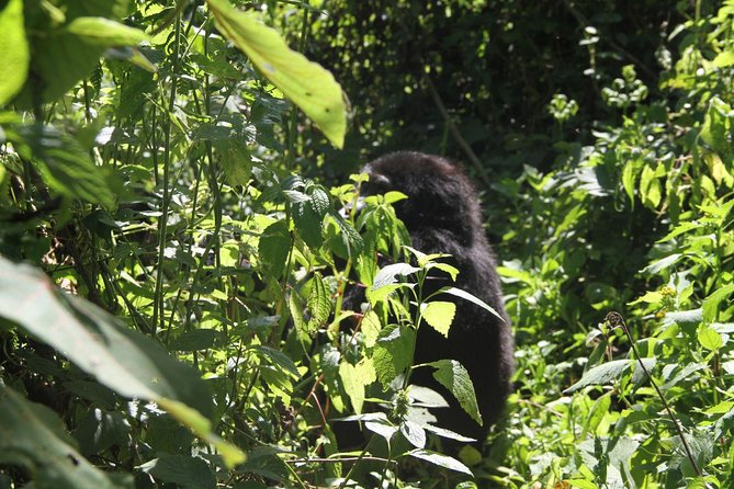 3 Days Gorilla trekking tour - Day 3: Return to Entebbe with a Mbarara or Masaka Lunch