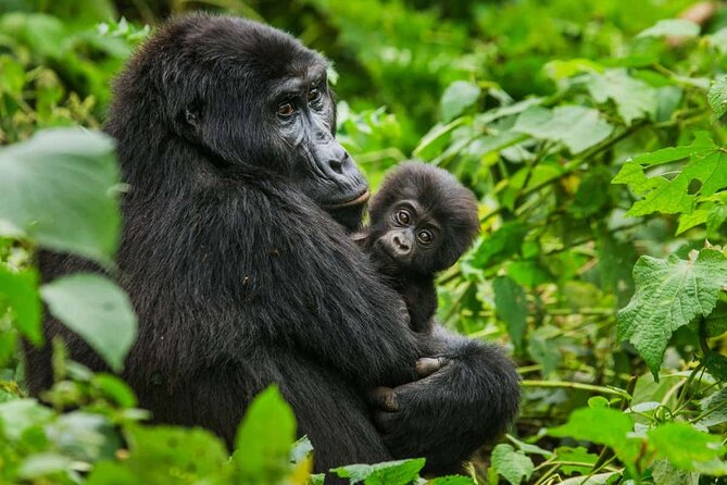 3 Days Gorilla trekking tour - Price and Logistics: Is $2,300 Good Value?