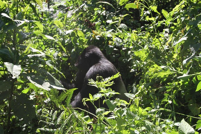 3 Days Gorilla trekking tour - Packing and Timing Tips That Make Gorilla Day Easier