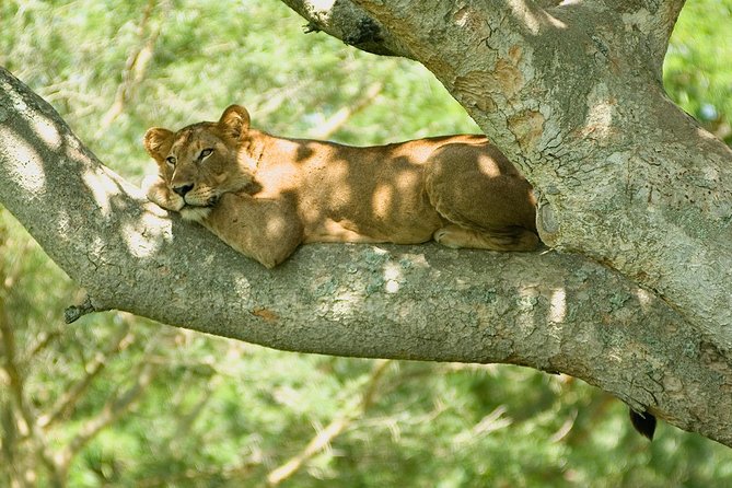 3 Days Group Safari To Queen Elizabeth Park In Uganda. - Key things to know before you go