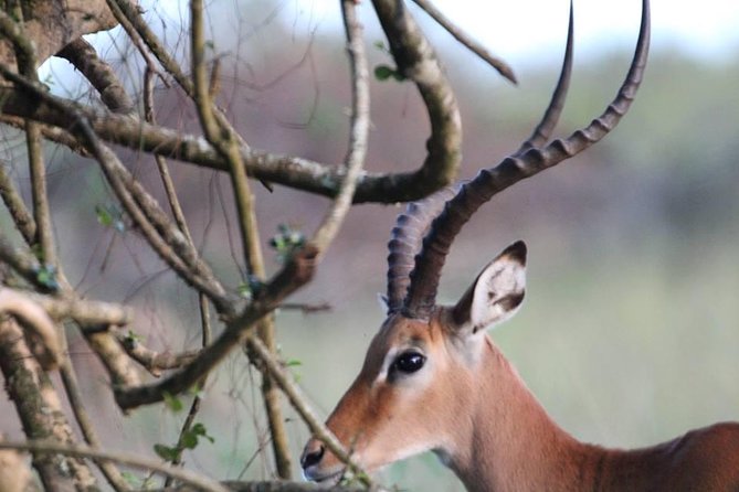 3 Days Group Safari To Queen Elizabeth Park In Uganda. - Kampala to Queen Elizabeth National Park, and why the drive timing matters