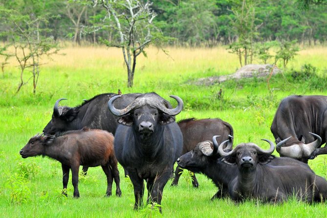 3 Days Group Safari To Queen Elizabeth Park In Uganda. - Day 3: Return to Kampala with Mbarara lunch and the second equator moment
