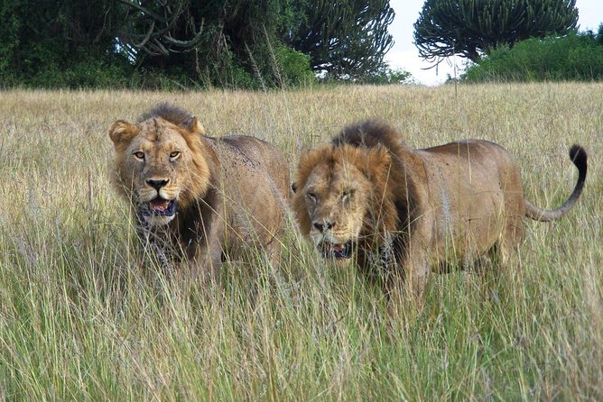 3 Days Group Safari To Queen Elizabeth Park In Uganda. - Guides, group size, and how the trip stays personal in a max-14 group