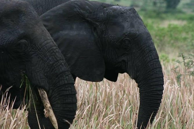 3 Days Group Safari To Queen Elizabeth Park In Uganda. - What you can expect on safari days, and how to set your expectations