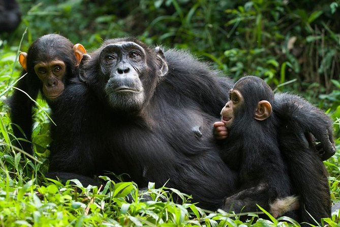 3 Days Kibale National Park Chimpanzee Tracking - Key things to know before you go