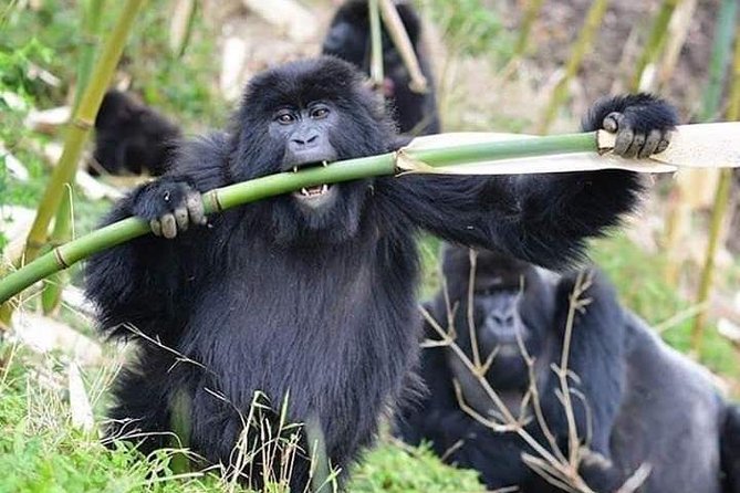 3 Days Lake Bunyonyi and Gorilla Trekking Tour in Uganda - Bwindi Impenetrable National Park: The gorilla trek, explained like a friend