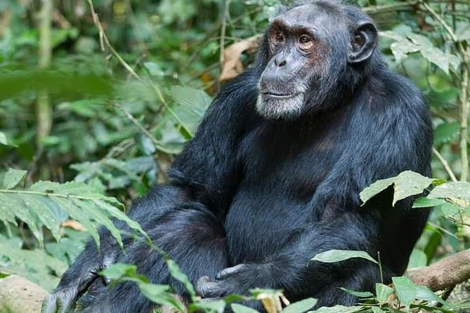 3 Days Lake Bunyonyi and Gorilla Trekking Tour in Uganda - The return drive to Kampala, plus an equator stop