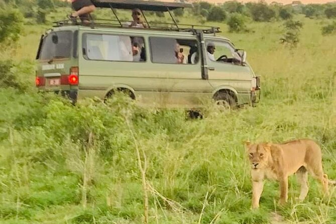 3 Days magical Murchison falls safari - Wildlife odds: how to think about sightings on this route