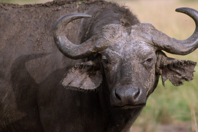 3 Days Murchison Falls Adventure Wildlife Safari Uganda Tour - Day 1: Karuma Falls break, then evening game drive and Parkside Safari Lodge