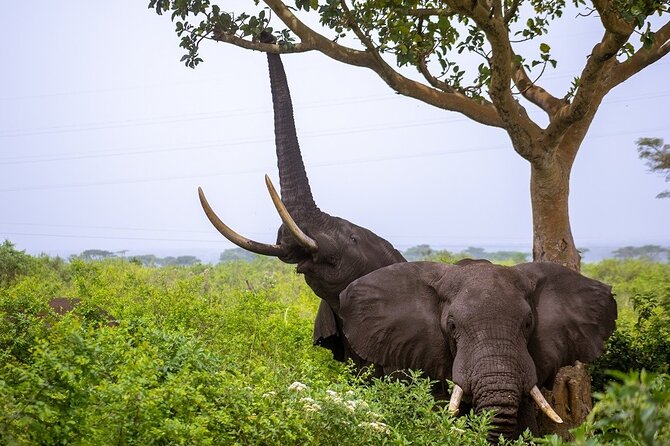3 Days Murchison Falls Adventure Wildlife Safari Uganda Tour - Day 2: Northern Delta Nile morning drive plus the Nile boat cruise