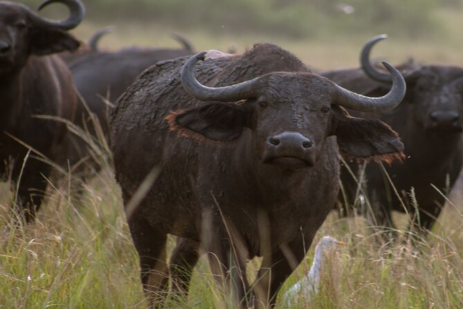 3 Days Murchison Falls Adventure Wildlife Safari Uganda Tour - Day 3: Returning toward Entebbe, plus Kampala food and markets