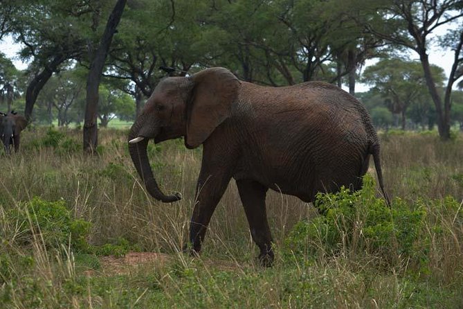 3 days Murchison Falls, Boat cruise and wildlife game viewing - Victoria Nile boat cruise to the base of the falls, then the hike up