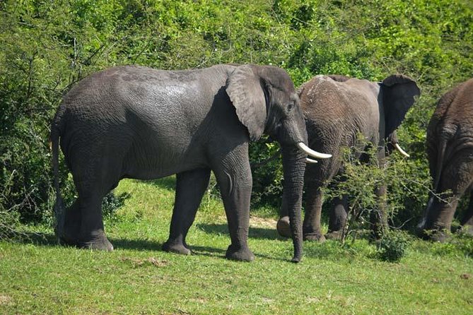 3 days Murchison Falls, Boat cruise and wildlife game viewing - Lodging location and what to look for near game drive routes