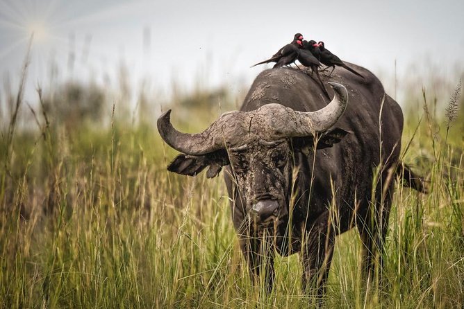3 Days Murchison Falls Holiday Safari - The value of doing Murchison Falls in just 3 days