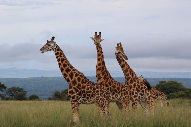 3 Days Murchison Falls Holiday Safari - Nile boat cruise to the bottom of the falls