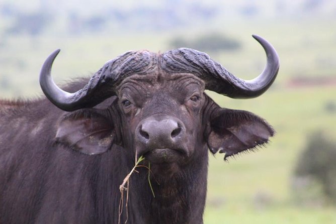 3 Days Murchison Falls Holiday Safari - Mubaku community tour: culture that stays practical