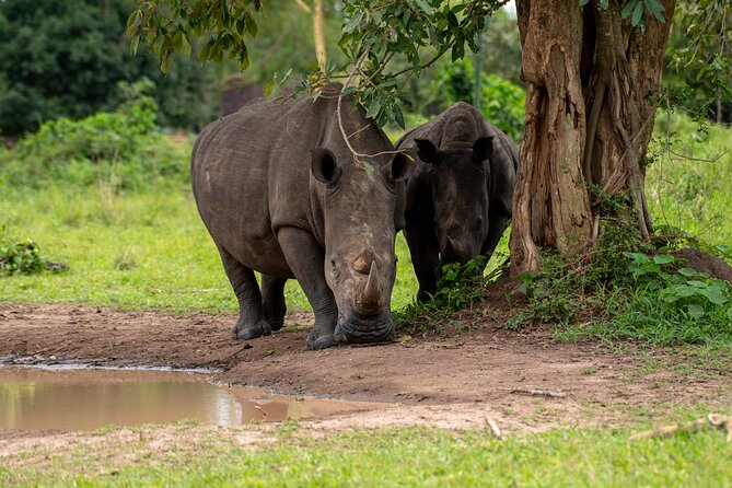 3 Days Murchison Falls National Park Safari & Rhino tracking - Murchison Falls, the Nile, and why this safari feels big
