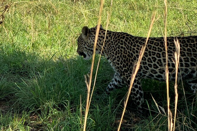 3 Days Murchison Falls National Park Safari & Rhino tracking - Game drives in Murchison Falls, building your big-five odds
